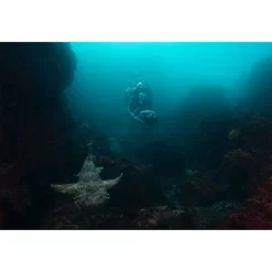 275L 38 275L -Duikuitrusting Winkel yamaha seascooter 275l 16